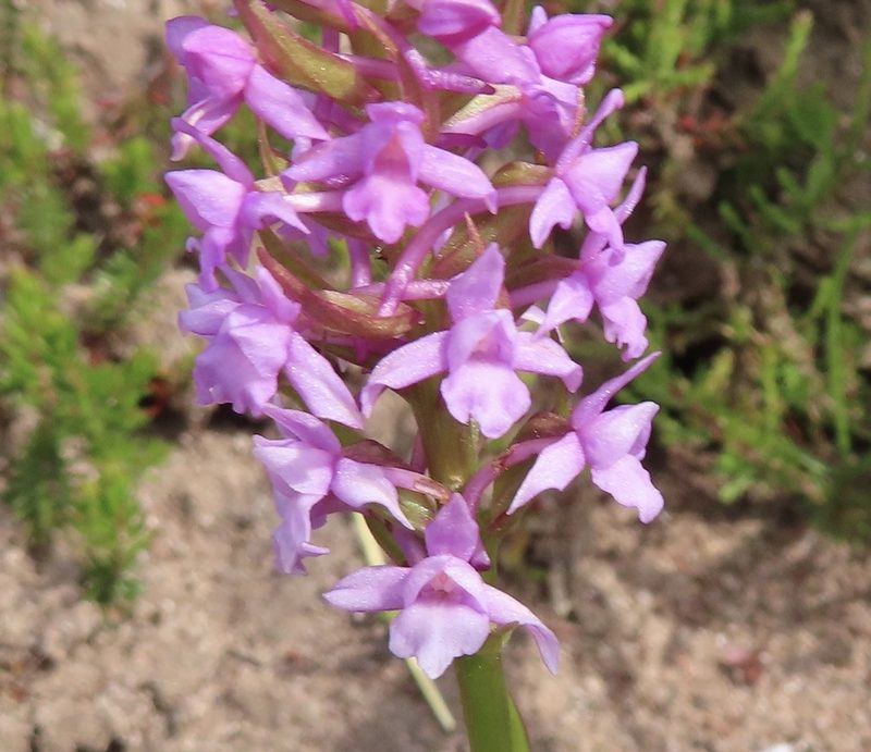 Gymnadenia borealis, photographed by Anne Thomson
