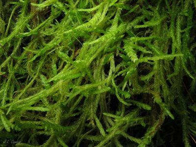 Plagiothecium undulatum, photographed by José Luis Camaño