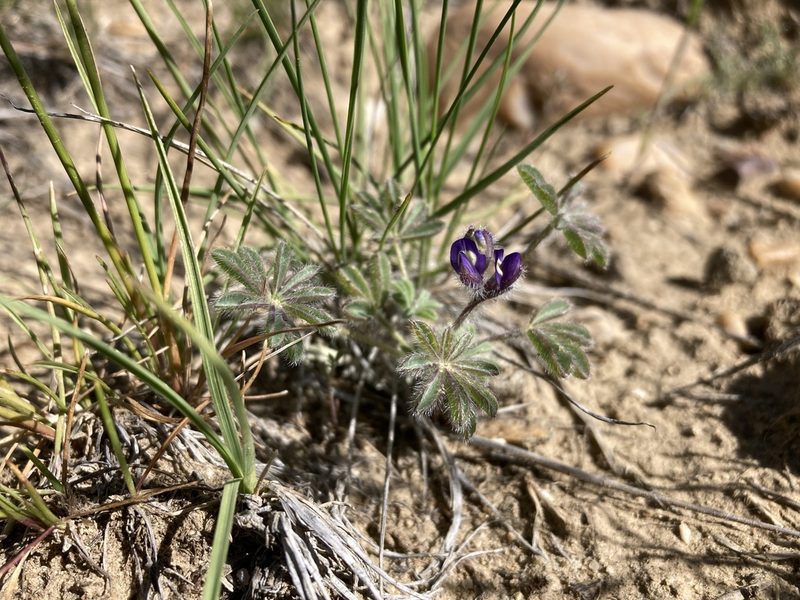 Lupinus brevicaulis, photographed by Cecelia Alexander