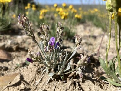 Astragalus spatulatus, photographed by Cecelia Alexander