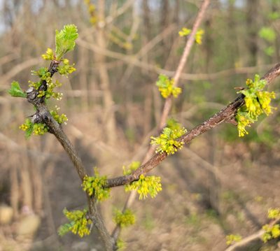 Zanthoxylum americanum, photographed by aarongunnar