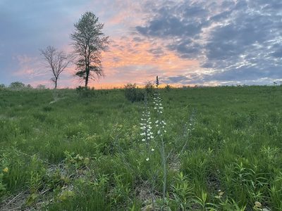 Baptisia lactea, photographed by Jacob Friend