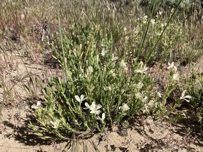 Linanthus pungens, photographed by Cecelia Alexander