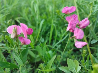 Lathyrus tuberosus, photographed by xulescu_g