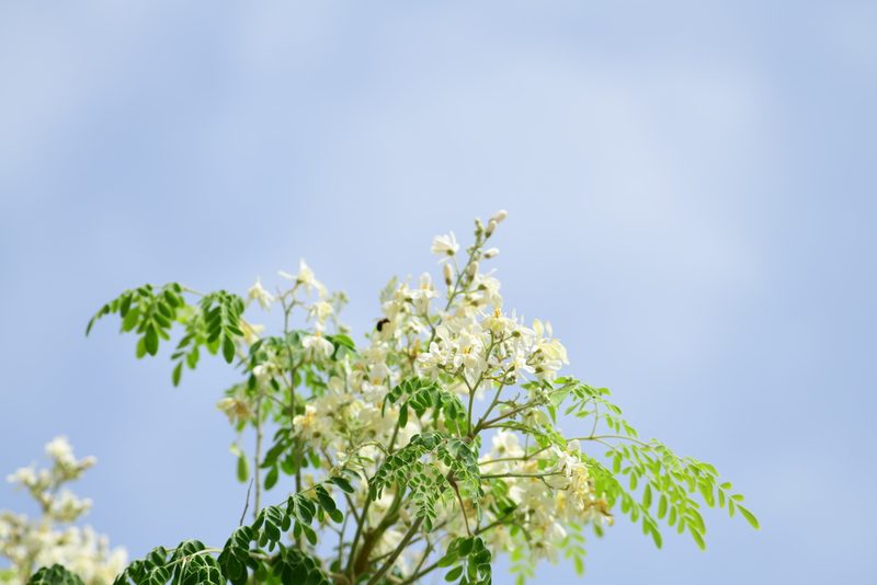 Moringa oleifera, photographed by Robin White