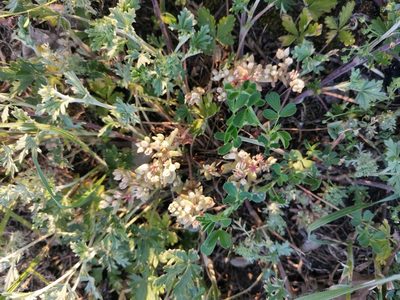 Sedum hispanicum, photographed by Miriam