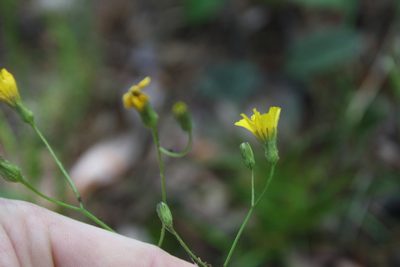 Hieracium venosum, photographed by Gus