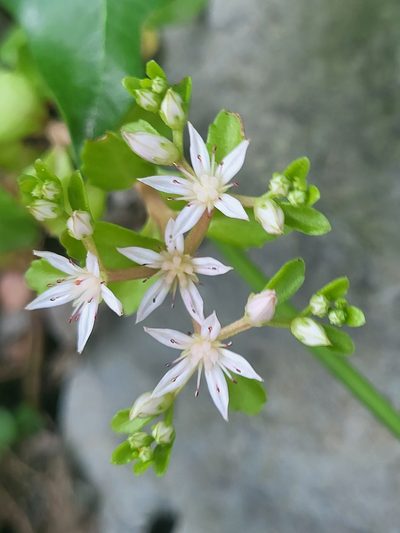 Phedimus stolonifer, photographed by Jacek Pietruszewski
