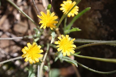 Krigia virginica, photographed by Gus