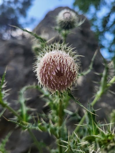 Cirsium echinus, photographed by Jacek Pietruszewski