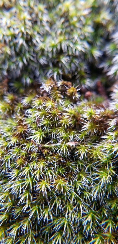 Grimmia pilifera, photographed by Elaina R