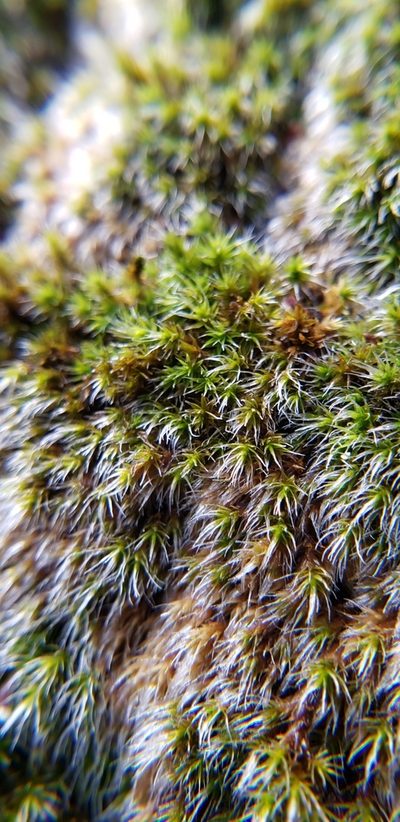 Grimmia pilifera, photographed by Elaina R