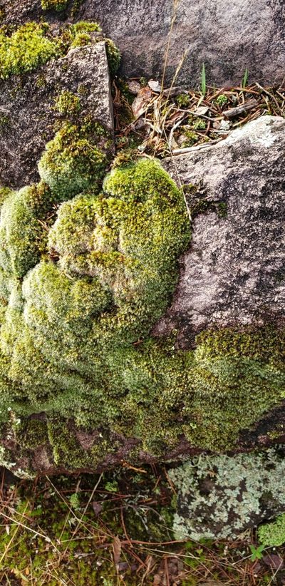 Grimmia pilifera, photographed by Elaina R