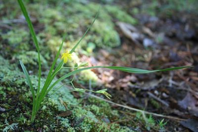 Hypoxis hirsuta