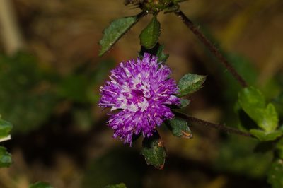 Centratherum punctatum, photographed by Fernando Sessegolo