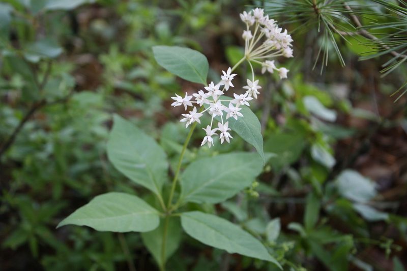 Asclepias quadrifolia, photographed by Gus