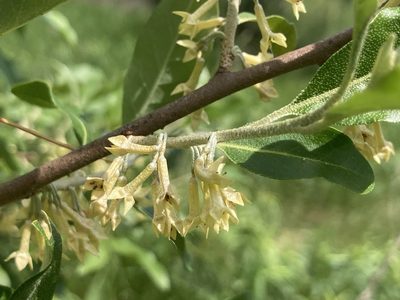 Elaeagnus umbellata