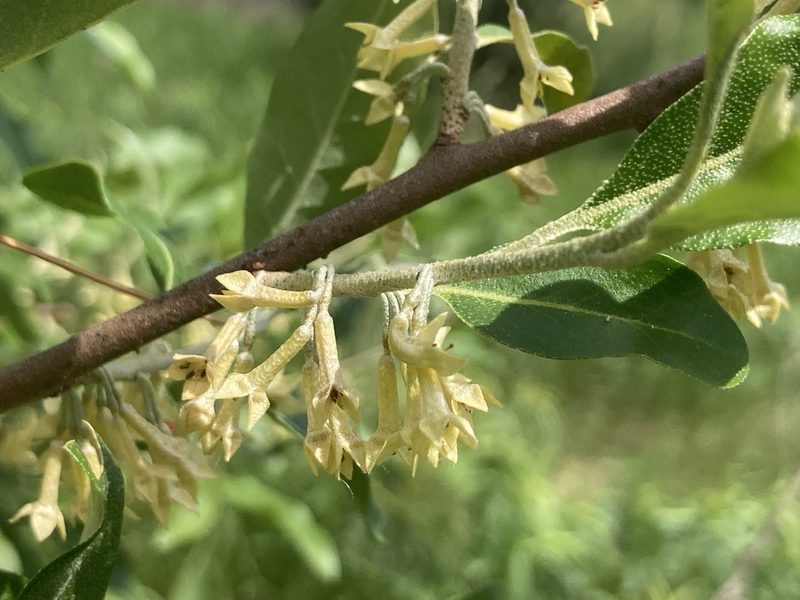 Elaeagnus umbellata, photographed by Derek