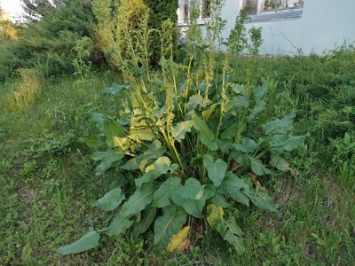 Rumex confertus, photographed by Miriam