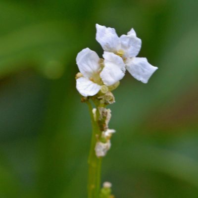 Armoracia rusticana, photographed by Petr Harant