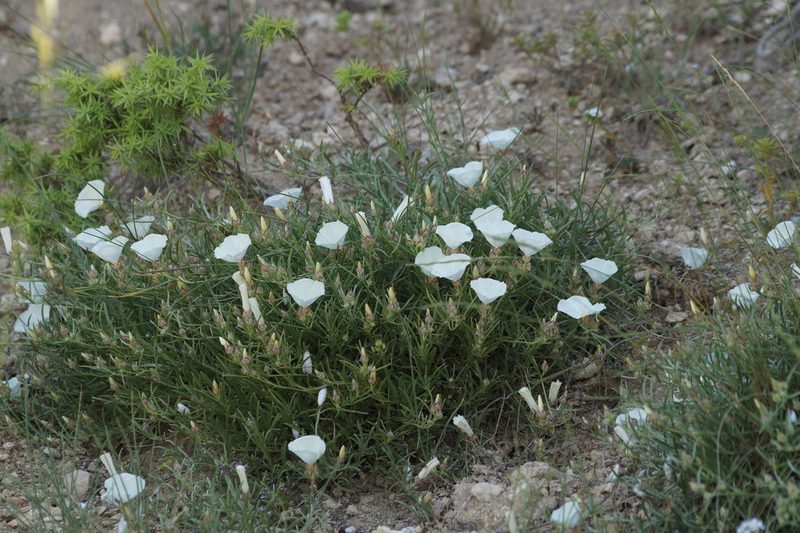 Convolvulus holosericeus, photographed by Sergey Cherkasov