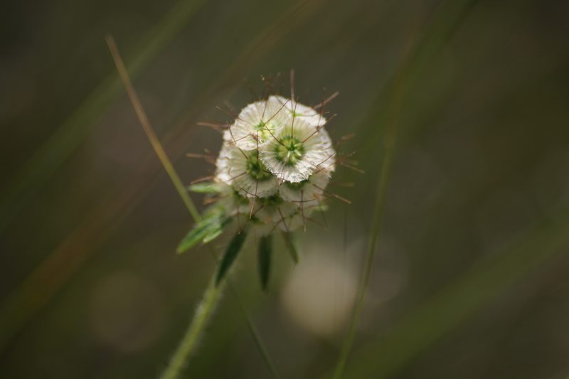 Lomelosia micrantha, photographed by Sergey Cherkasov
