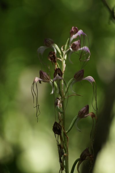 Himantoglossum comperianum, photographed by Sergey Cherkasov