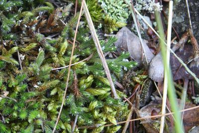 Selaginella rupestris, photographed by Gus