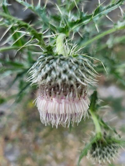 Cirsium echinus, photographed by Jacek Pietruszewski