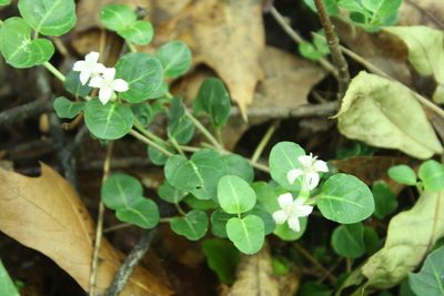 Mitchella repens, photographed by Gus