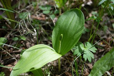 Neottia ovata, photographed by Нурхайдарова Татьяна