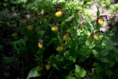Cypripedium calceolus, photographed by Нурхайдарова Татьяна