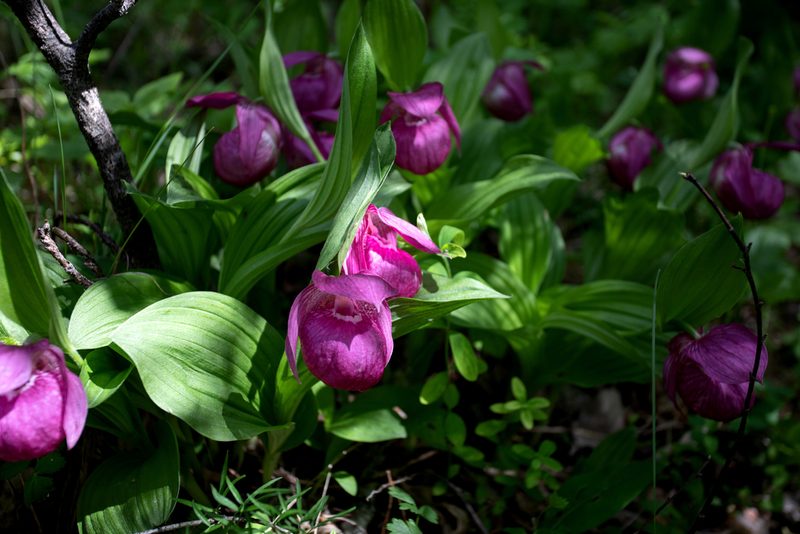 Cypripedium macranthos, photographed by Нурхайдарова Татьяна