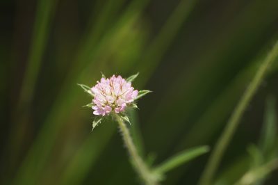 Lomelosia micrantha, photographed by Sergey Cherkasov