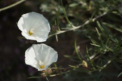 Convolvulus holosericeus, photographed by Sergey Cherkasov