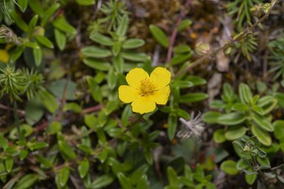 Helianthemum nummularium, photographed by Eleftherios Katsillis
