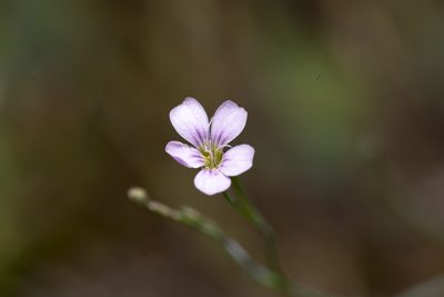 Petrorhagia saxifraga, photographed by Eleftherios Katsillis