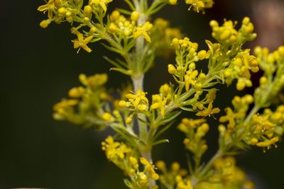 Galium verum, photographed by Eleftherios Katsillis