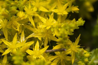 Sedum sexangulare, photographed by Eleftherios Katsillis