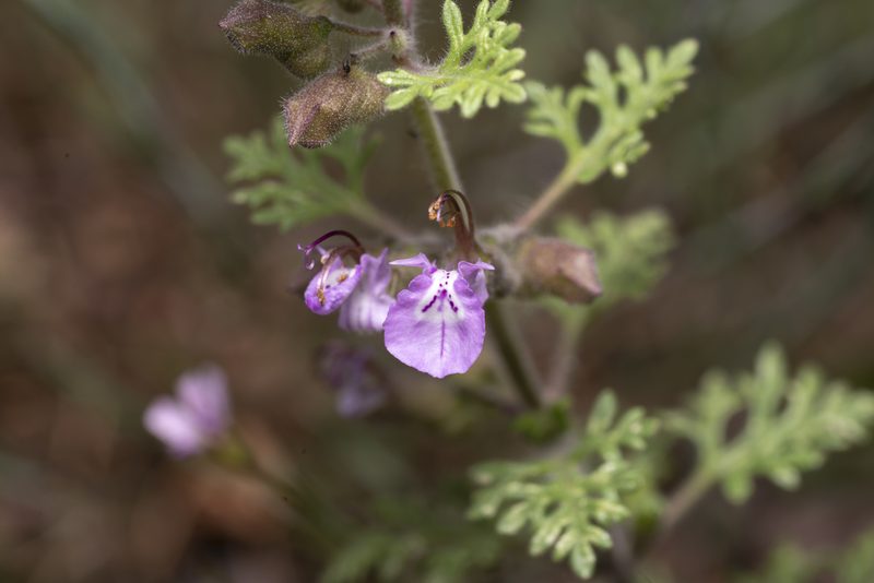 Teucrium botrys, photographed by Eleftherios Katsillis