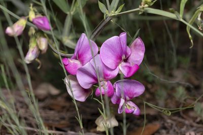 Lathyrus latifolius, photographed by Eleftherios Katsillis
