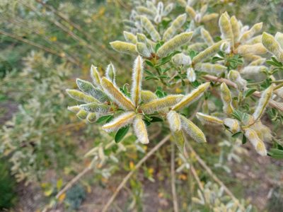 Genista monspessulana