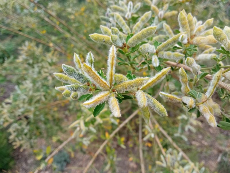 Genista monspessulana, photographed by Josep Gesti
