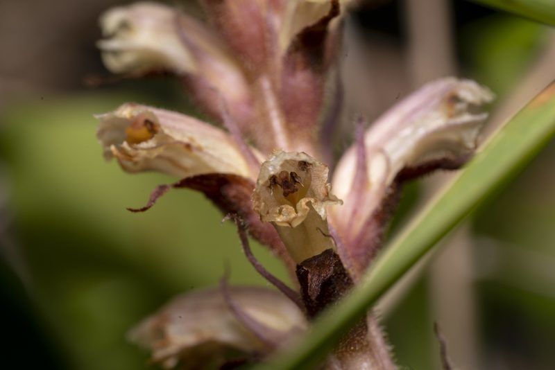 Orobanche hederae, photographed by Eleftherios Katsillis