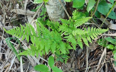 Dryopteris carthusiana, photographed by Yurii Basov