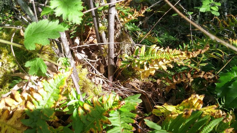 Polypodium glycyrrhiza, photographed by Loopy30