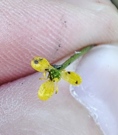 Ranunculus polyphyllus, photographed by Yurii Basov