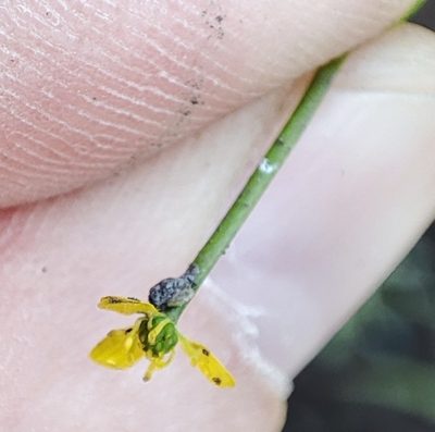 Ranunculus polyphyllus, photographed by Yurii Basov