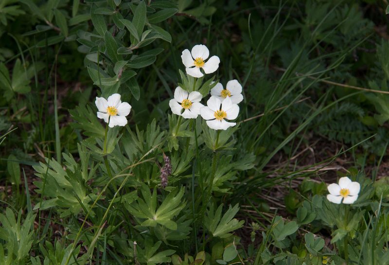 Anemonastrum zephyrum, photographed by Mike Duran