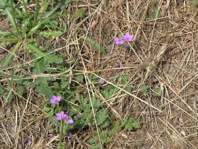 Erodium cicutarium, photographed by Pete Bradshaw